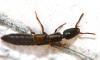 Xantholinus sp.